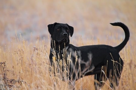 Dog - pretty, beautiful, dog face, puppies, lovely, playful dog, sweet, playful, dogs, cute, face, puppy, animals