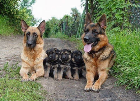 Happy Family - beautiful, animals, dogs, nature