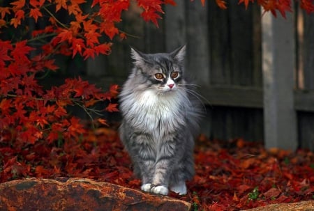 cute kitty - leafs, beautiful, autumn, cute, kittyes, animals