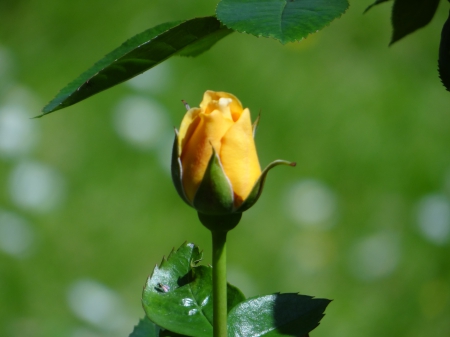 A Rose Bush named Absolutely Fabulous - fabulous, bud, rose, bush