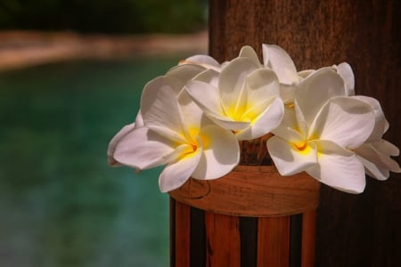 Plumeria by Blue Lagoon Bora Bora - lagoon, plumeria, blue, beach, sea, island, polynesia, ocean, tahiti, islands, flowers, tropical, bora bora, exotic, paradise