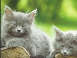 Kittens napping