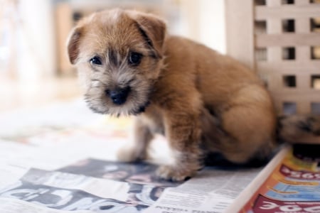 Adorable Look!â™¥ - face, sweet, puppy, adorable, dog pet