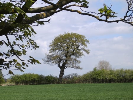 The Leaning Tree - spring, the, tree, leaning