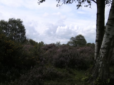 Birch and Heather on Bickerton Hill - birch, hill, bickerton, heather