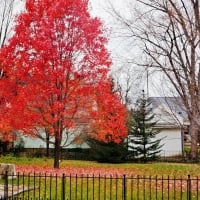 Little Red Autumn Tree