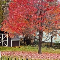 Red Autumn Tree