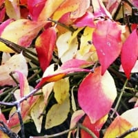 Colorful Fall Foliage