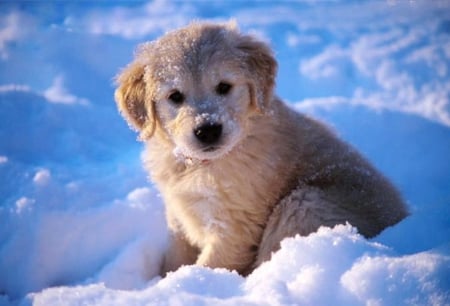 Puppy in snow - dog, snow, image, color, wallpaper, new, expression