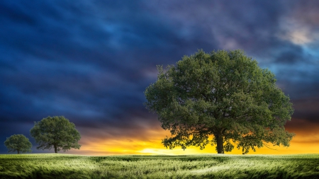 beautiful trees in a grassy meadow - meadow, clouds, trees, sunrise, grass