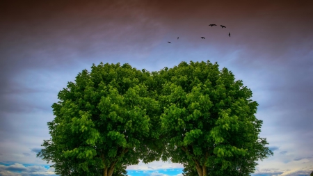 fantastic trees arch - arch, trees, clouds, birds