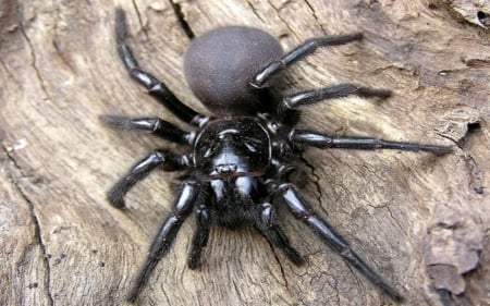 SYDNEY FUNNEL WEB SPIDER - funnel web spider, deadly, spider, arachnid, australia, wallpaper, sydney