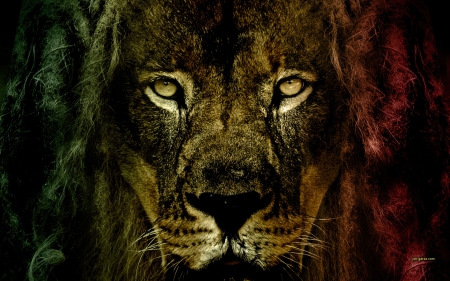 lion of judah - rasta, lion, jah, judah