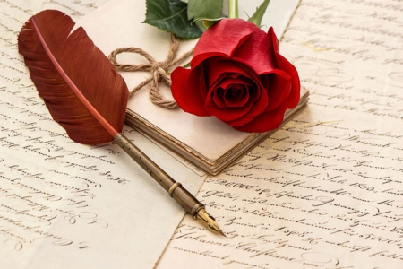 Rose - nature, red, rose, flower, quill