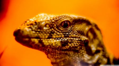 In the time of my confession - close-up, predators, HD, nature, cute, reptiles, animals, wildlife, wild, wallpaper