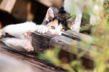 Cat - sleepy, cute, beautiful, cat, sleeping, kitty, cats, hat, cat face, paws, face, animals, pretty, beauty, sweet, kitten, lovely