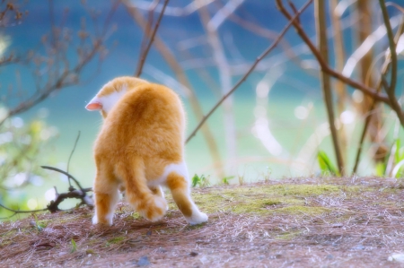 Cat - sleepy, cute, beautiful, cat, sleeping, kitty, cats, hat, cat face, paws, face, animals, pretty, beauty, sweet, kitten, lovely