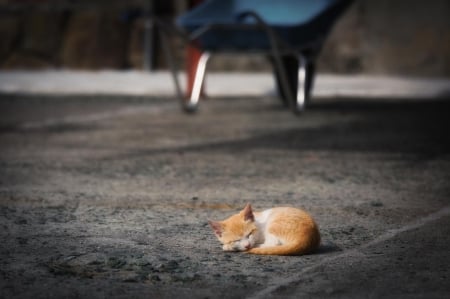 Cat - sleepy, cute, beautiful, cat, sleeping, kitty, cats, hat, cat face, paws, face, animals, pretty, beauty, sweet, kitten, lovely