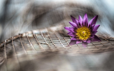 Purple Flower - flowers, beauty, color, purple