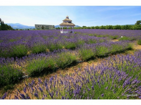 A field of lavender - nature, fields, flowers, lavender