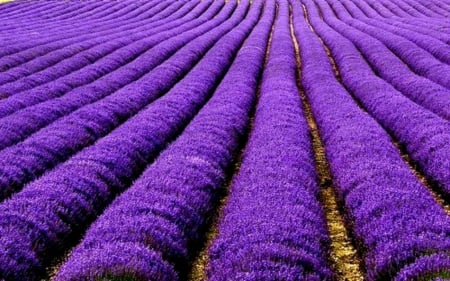 Lavender as far as eye can see - lavender, lavender fields, nature, fields