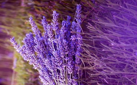 Fresh Lavender - flowers, bunch, lavender, nature