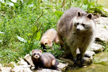 Racoon - tail, family, animal, racoon