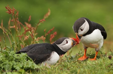 Puffin - bird, puffin, beak, wings