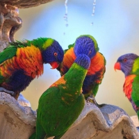 Rainbow-Lorikeet