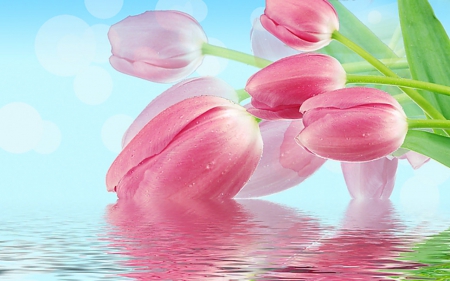 Pink tulip - flowers, pink, tulips, reflection