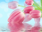 Pink tulip