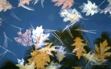 Autumn leaves - white, pink, reflection, leaf, window, yellow, blue, autumn