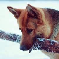 German shepherd