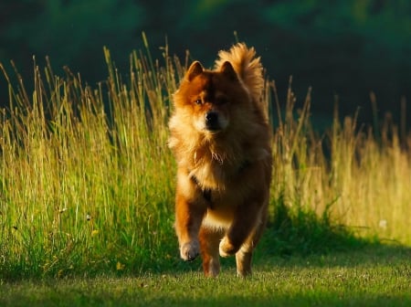 Dog - face, pretty, playful dog, cute, animals, beautiful, sweet, puppy, playful, dogs, puppies, lovely, dog face