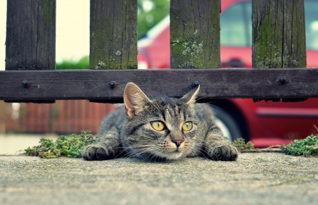 Cat - sleepy, cute, beautiful, cat, sleeping, kitty, cats, hat, cat face, paws, face, animals, pretty, beauty, sweet, kitten, lovely