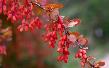 Berries - autumn, berry, red, branch, green, fruit