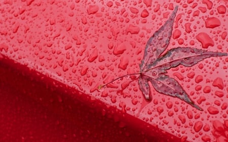 Leaf - autumn, water drops, red, rain, leaf