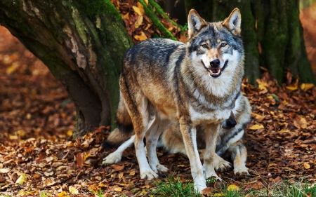 Wolves - predator, autumn, pair, forest, wildlife, leaves