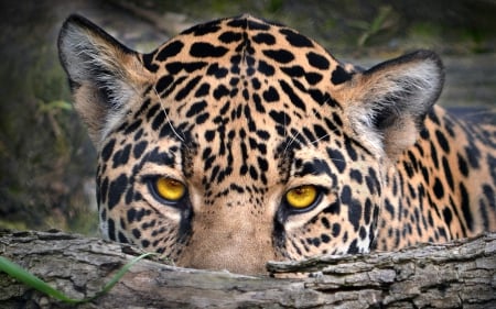 Leopard Eyes - Animals, Nature, Leopard, Eyes