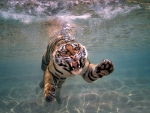 Tiger Swimming at San Diego Zoo