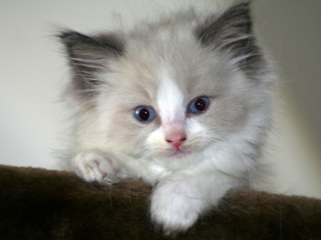 Cutie No.1 - white, animal, pink, kitten, cat, blue eyes