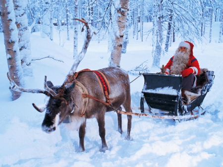 Santa Coming - reindeer, forest, snow, sledge, christmas