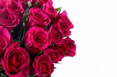 Lovely Roses! - flowers, lovely, roses, pink