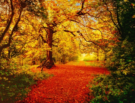 Autumn forest - autumn, carpet, falling, trees, colorful, path, lovely, foliage, nature, fall, beautiful, leaves, golden