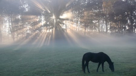 horse grazing in a meadow at sunrise - trees, fog, meadow, morning, horse