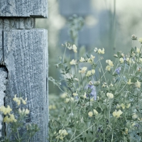 Wooden Pole