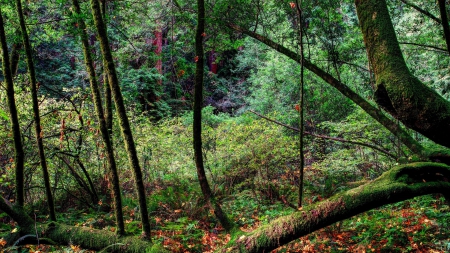 lovely moss covered forest in early fall - fall, forest, leaves, moss, trunks