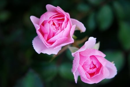 Pink Roses! - flowers, roses, pink, nature