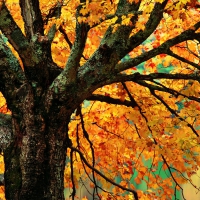 Maple Tree