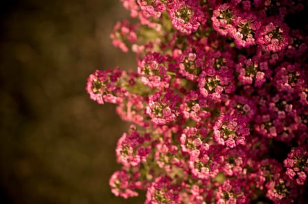 *** Flowers *** - nature, trees, blossom, flowers, flower